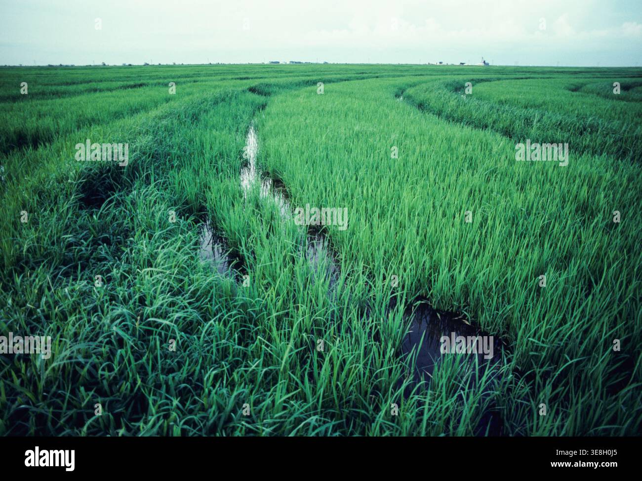 Texas Rice Field Texas farming crops hi-res stock photography and images - Alamy