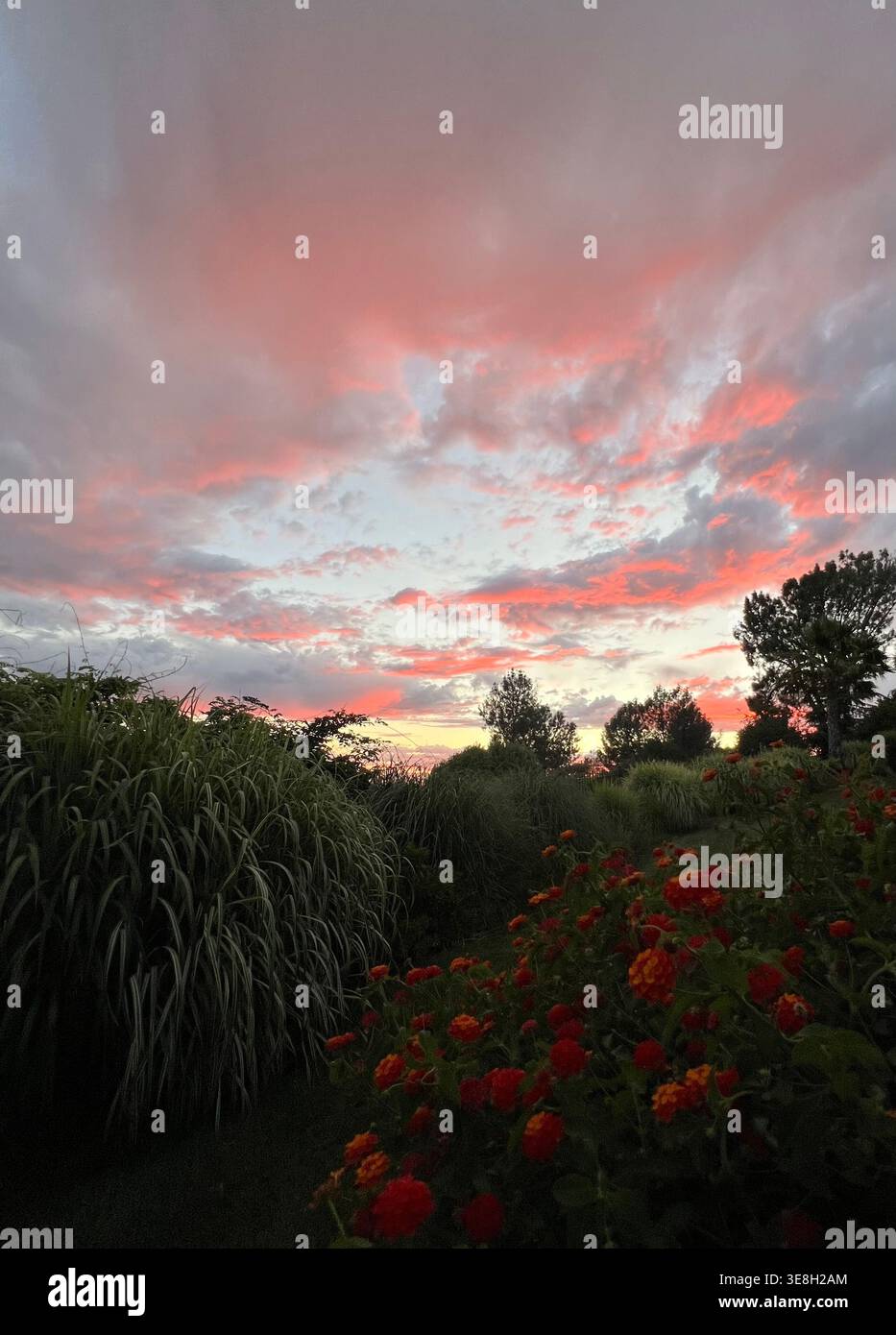 Sunset hues and garden views - Smartphone Captured Stock Image