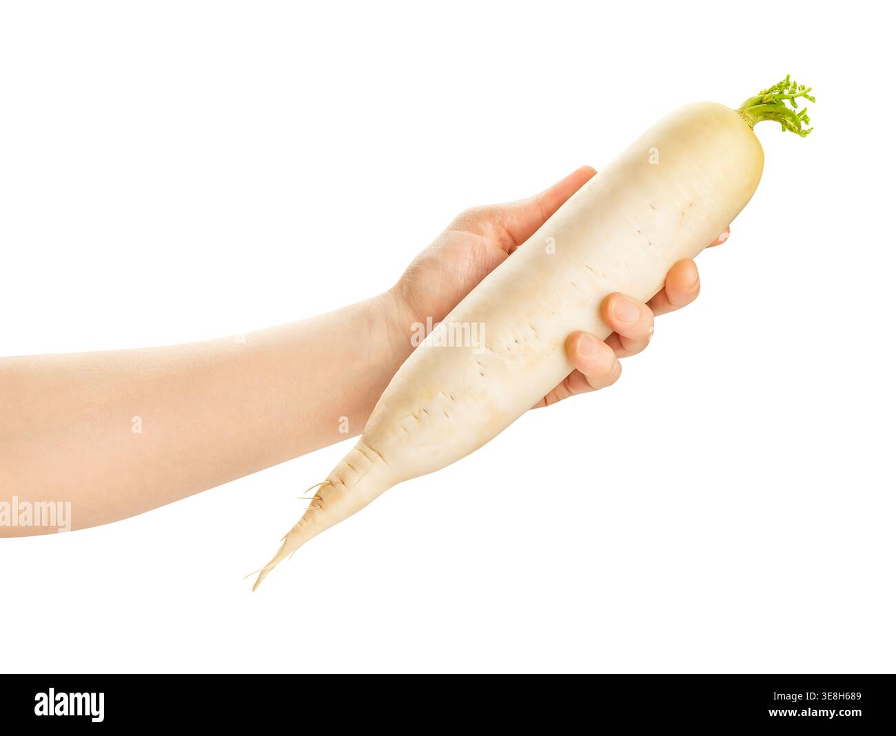 daikon in hand path isolated on white Stock Photo