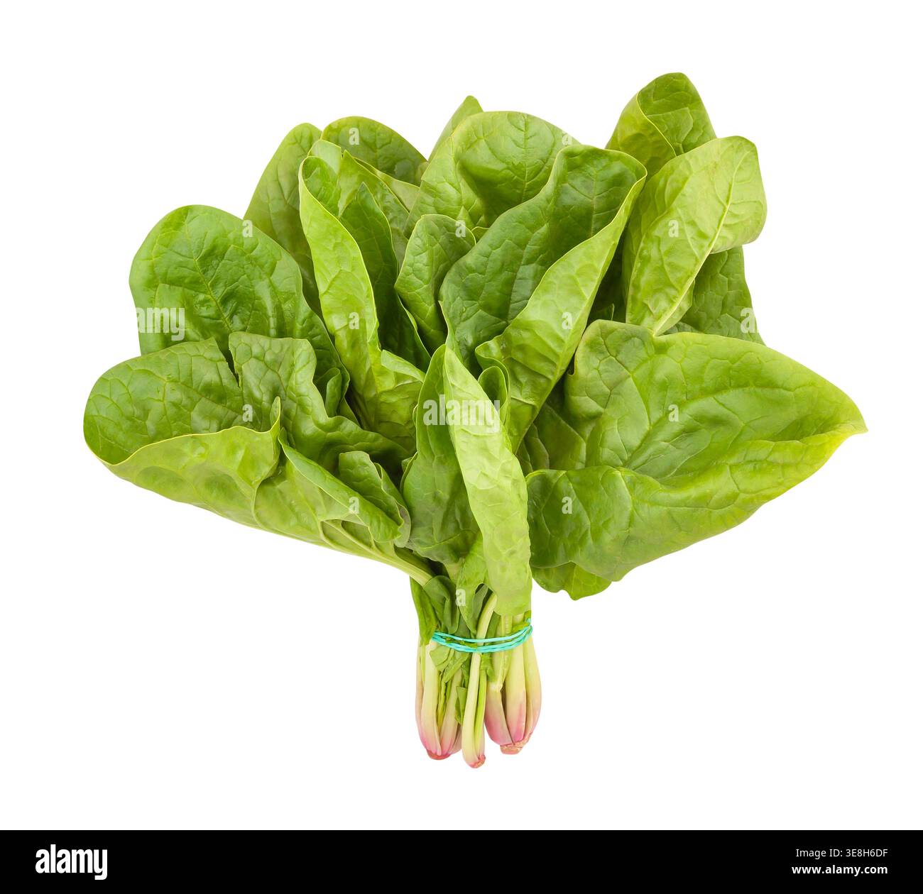 spinach path isolated on white Stock Photo