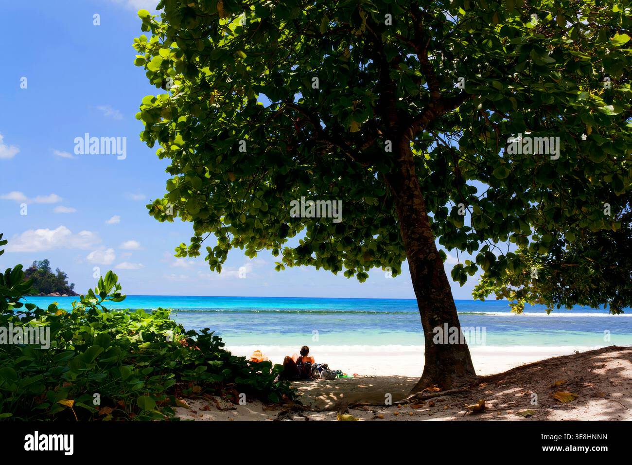 People relaxing in shade of tropical tree on beach on Mahe Island, Seychelles Stock Photo