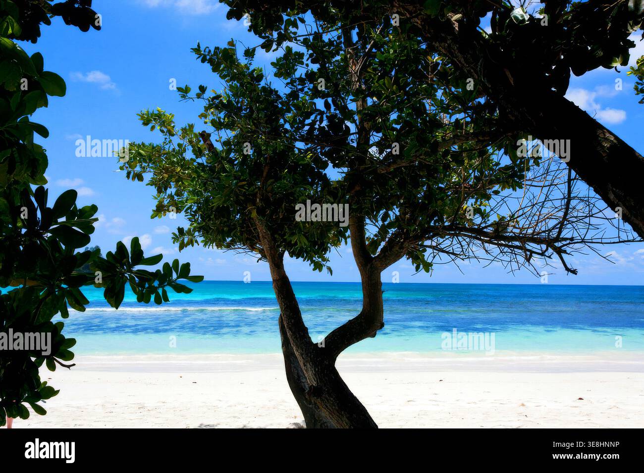 Tropical white sand beach with turquoise water and tree on Mahe Island, Seychelles Stock Photo