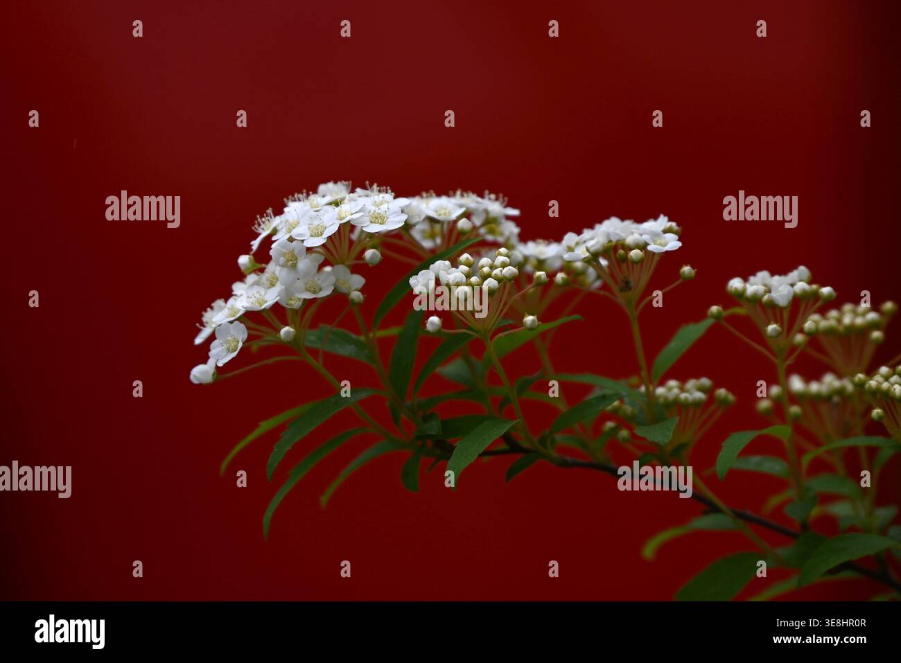 Reeves spirea hi-res stock photography and images - Alamy