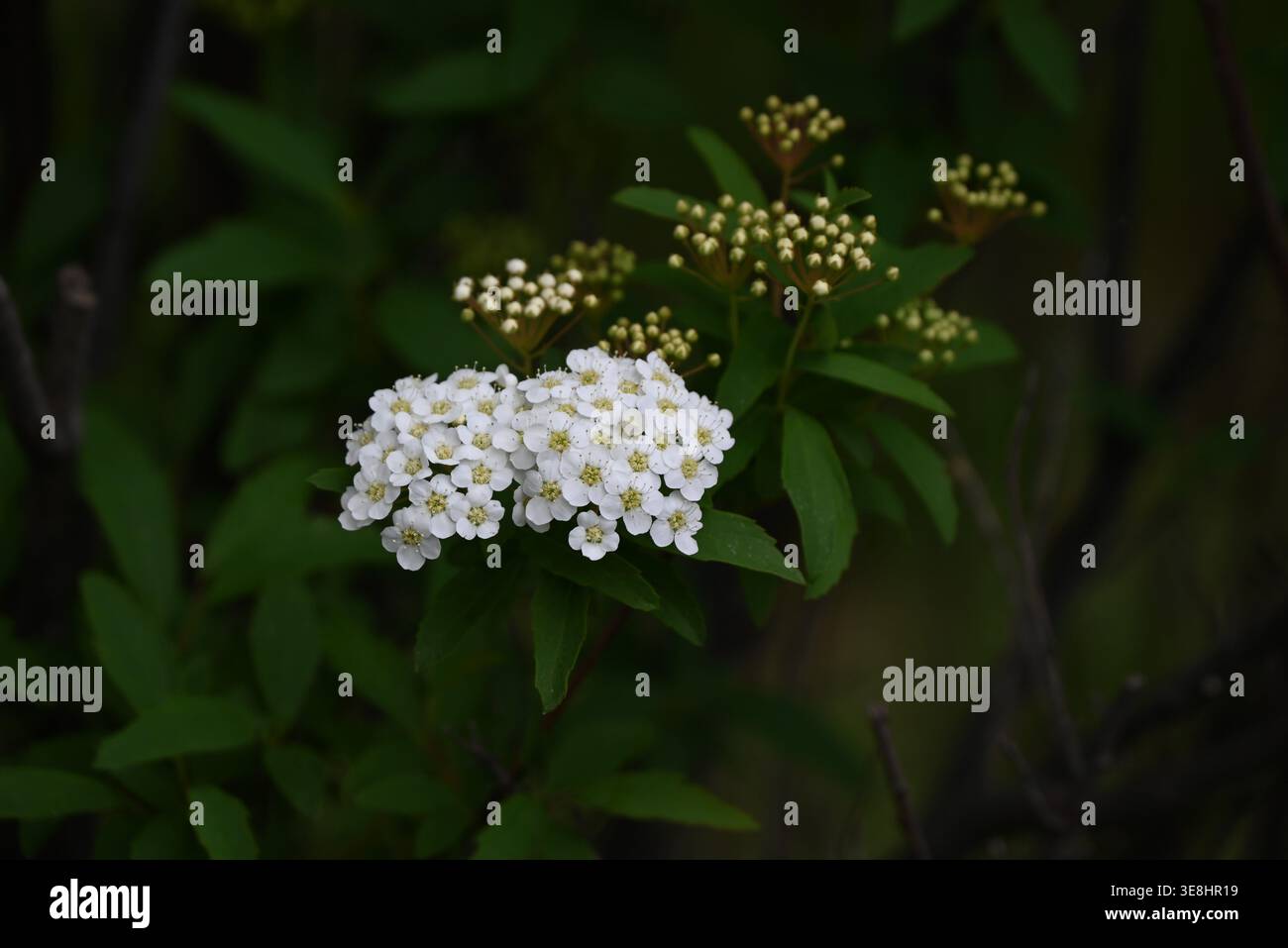 Reeves spiraea hi-res stock photography and images - Alamy