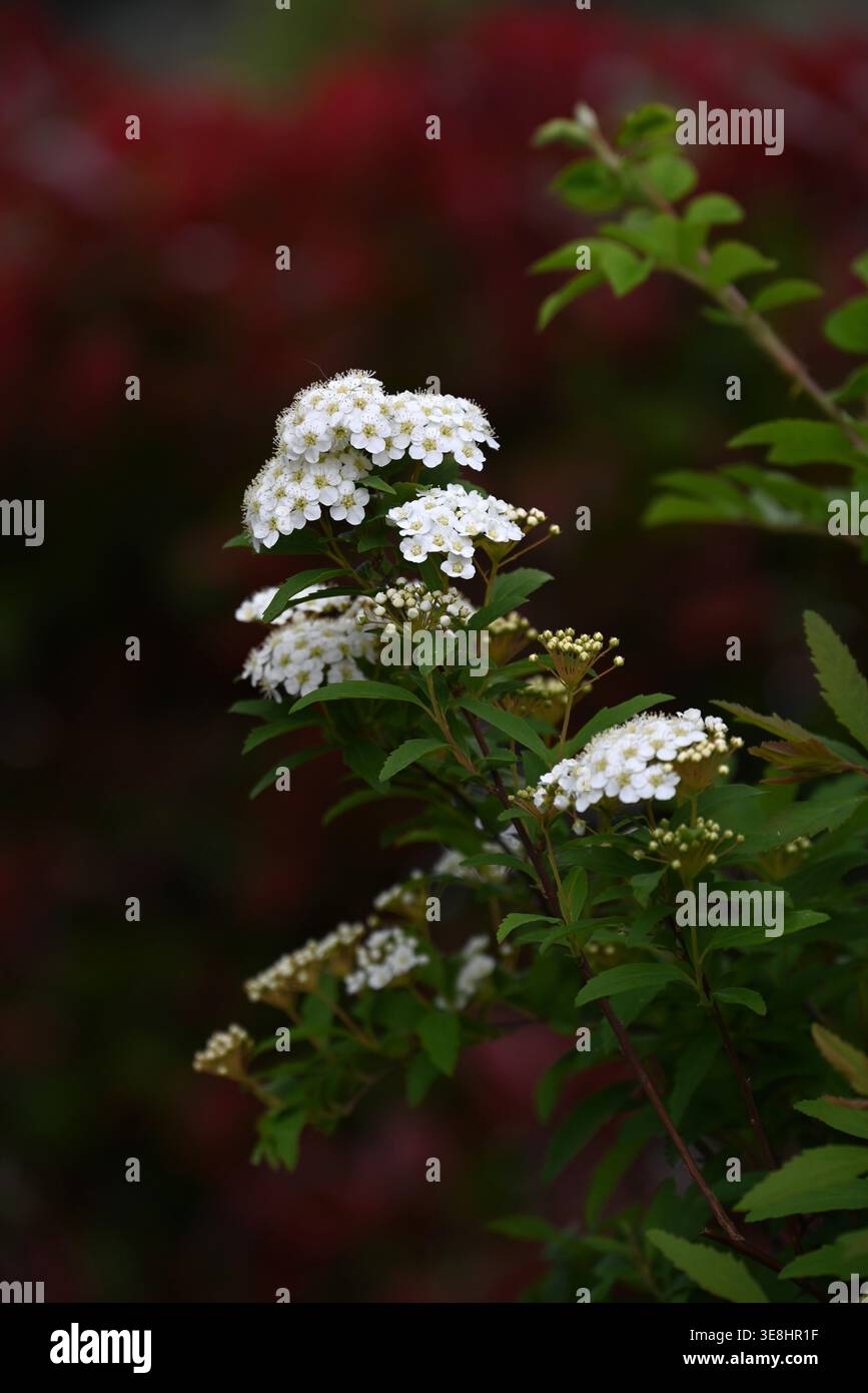 Reeves spirea hi-res stock photography and images - Alamy