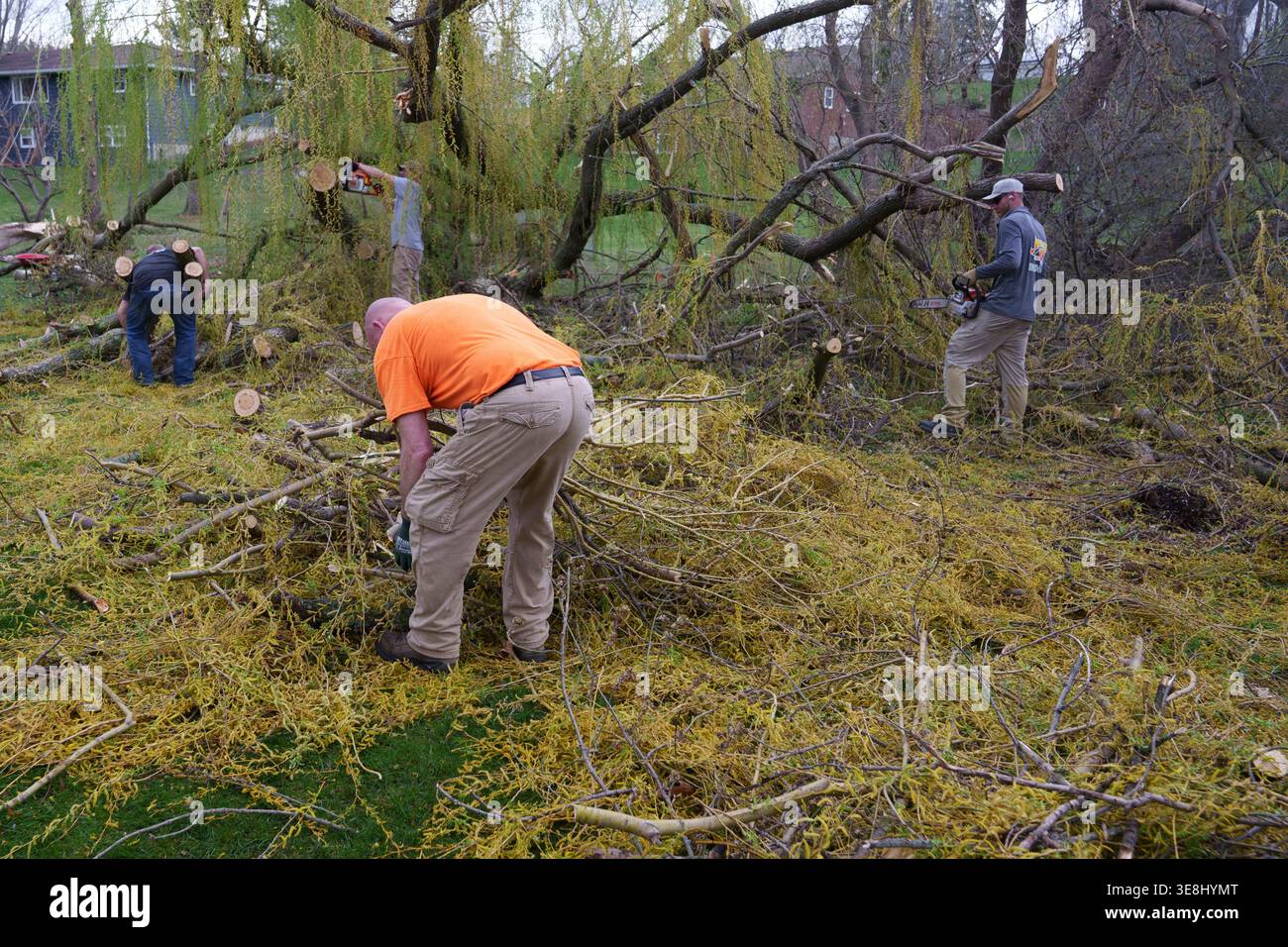 People help clean up downed trees that were toppled during severe ...