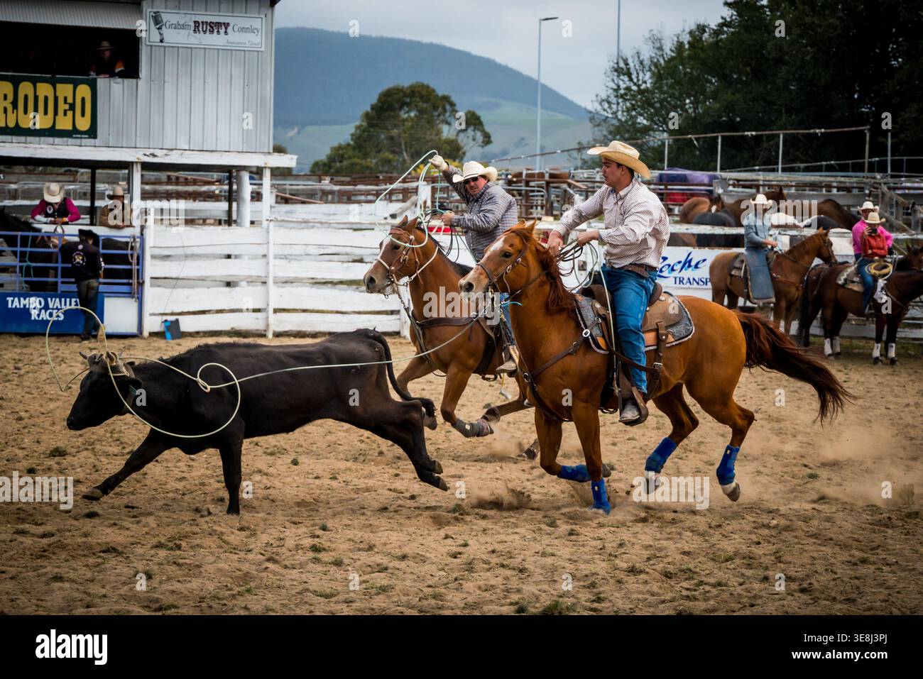 Riders compete at the annual Omeo Rodeo for 2026 on Easter Saturday in ...