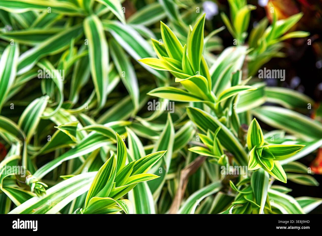 Dracaena reflexa song of india hi-res stock photography and images - Alamy