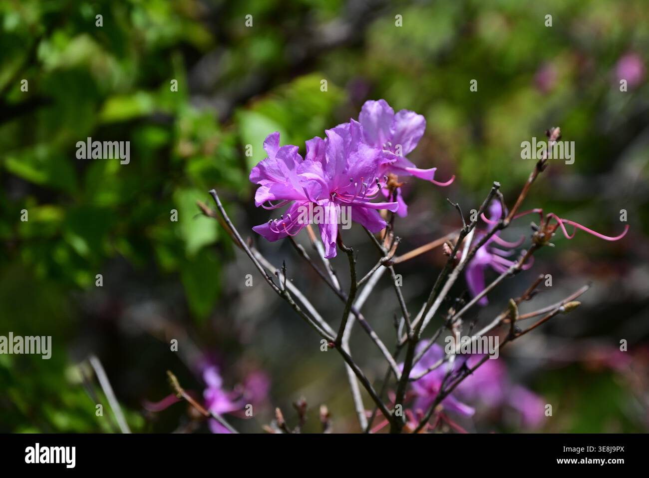 Purple rhododendron flowers close up rhododendron hi-res stock photography  and images - Alamy