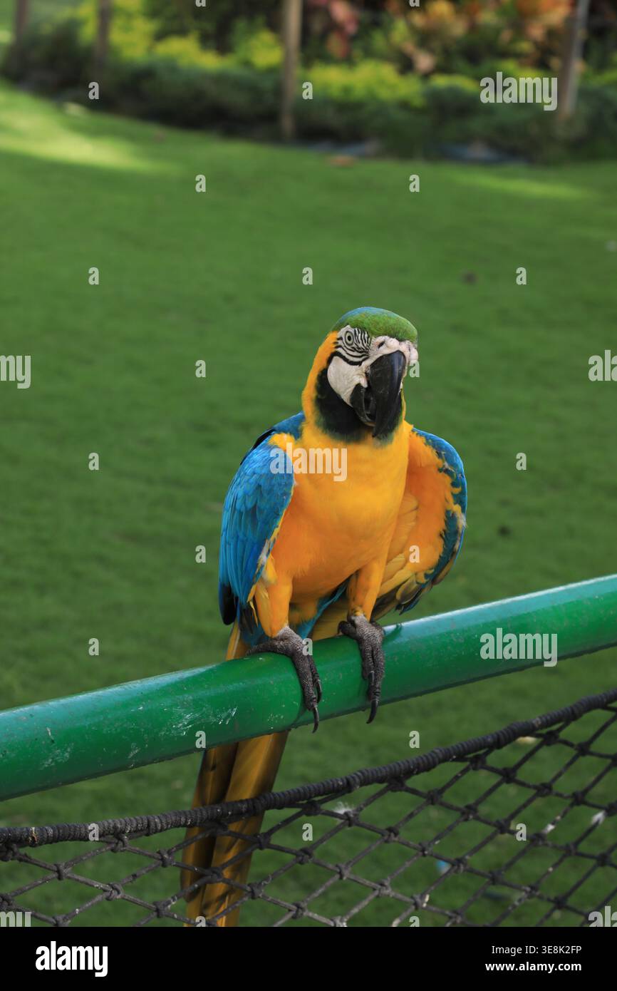 Beautiful large multi-colored macaws sit on a tree branch in the tropical garden Stock Photo