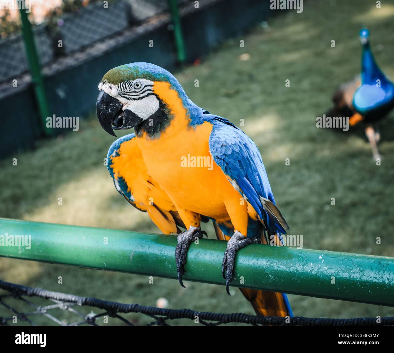 Beautiful large multi-colored macaws sit on a tree branch in the tropical garden Stock Photo