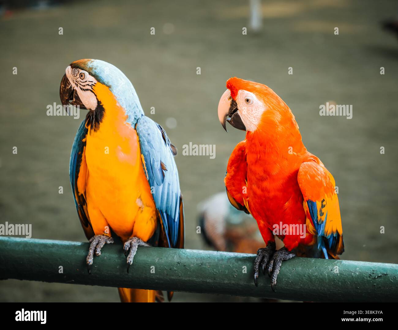 Beautiful large multi-colored macaws sit on a tree branch in the tropical garden Stock Photo