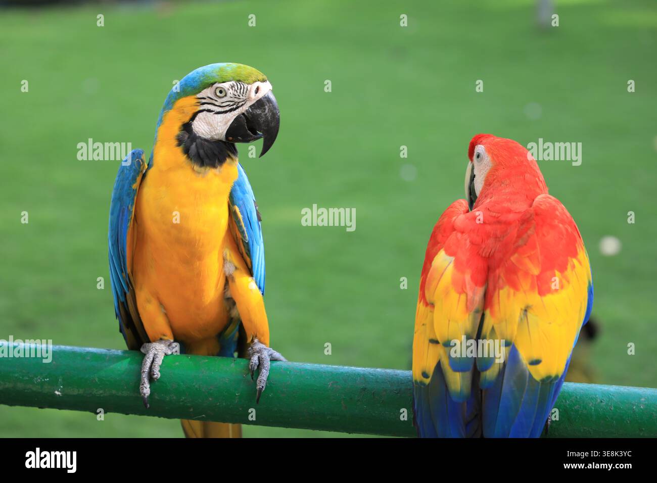Beautiful large multi-colored macaws sit on a tree branch in the tropical garden Stock Photo