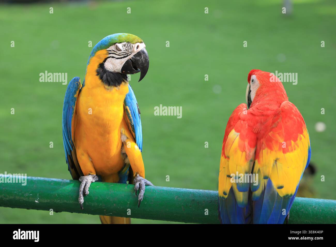 Beautiful large multi-colored macaws sit on a tree branch in the tropical garden Stock Photo
