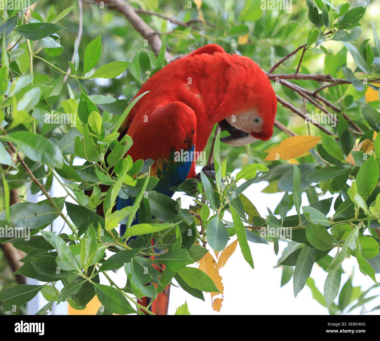 Beautiful large multi-colored macaws sit on a tree branch in the tropical garden Stock Photo