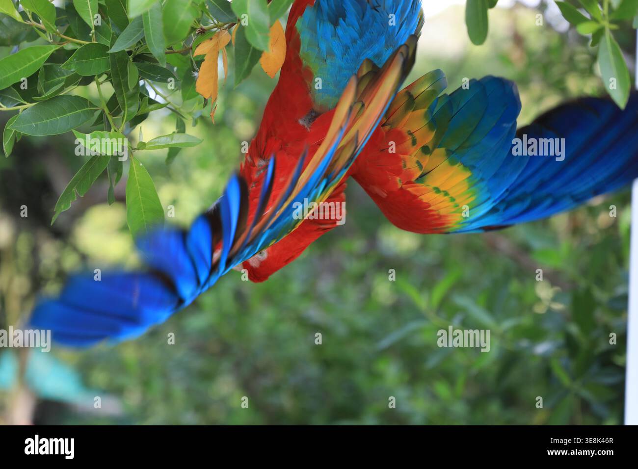 Beautiful large multi-colored macaws sit on a tree branch in the tropical garden Stock Photo