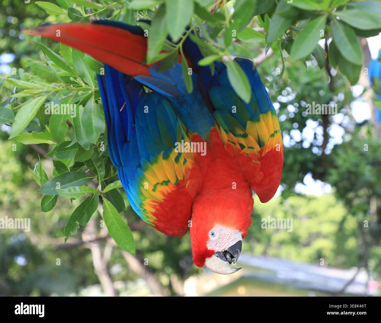 Beautiful large multi-colored macaws sit on a tree branch in the tropical garden Stock Photo