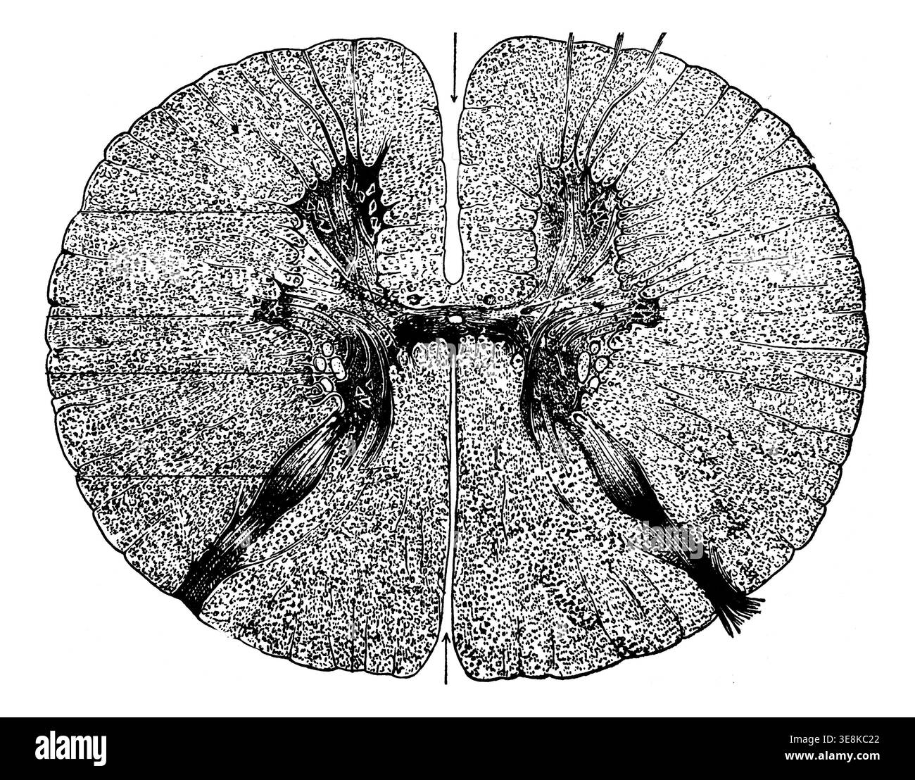 Section of the spinal cord, vintage engraved illustration Stock Photo ...
