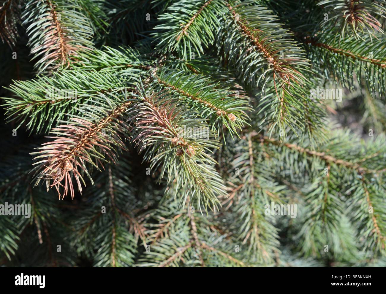 Sun scald on evergreen tree. Discolored  blue spruce needles. Winter injury. Stock Photo
