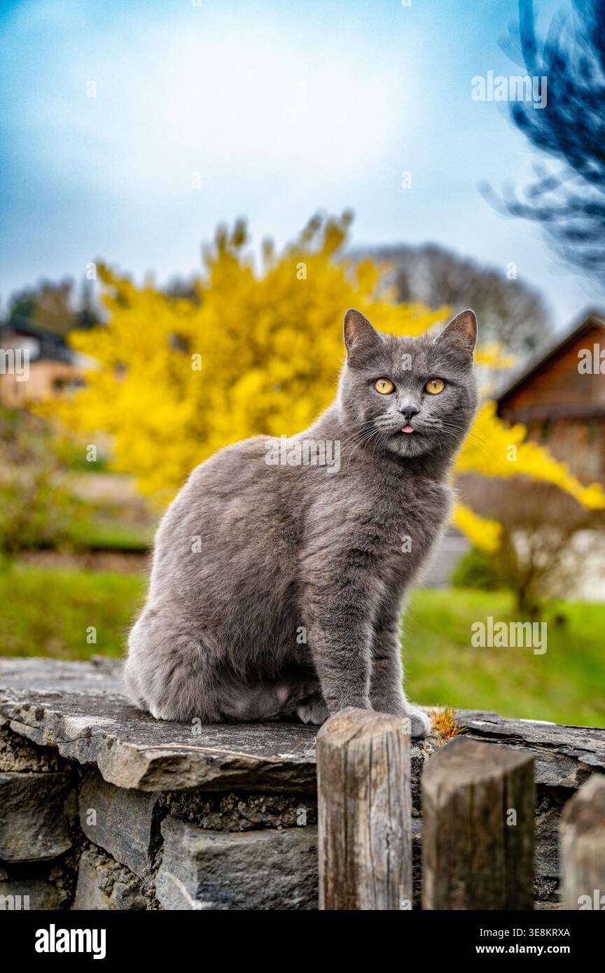 A grey domestic cat is sitting on a stone wall in a garden, looking ...