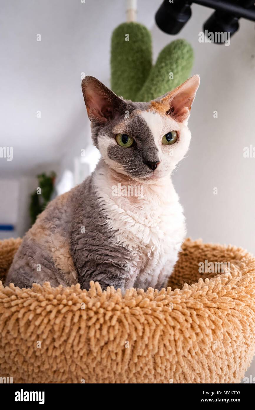 Portrait of a Devon Rex cat Stock Photo