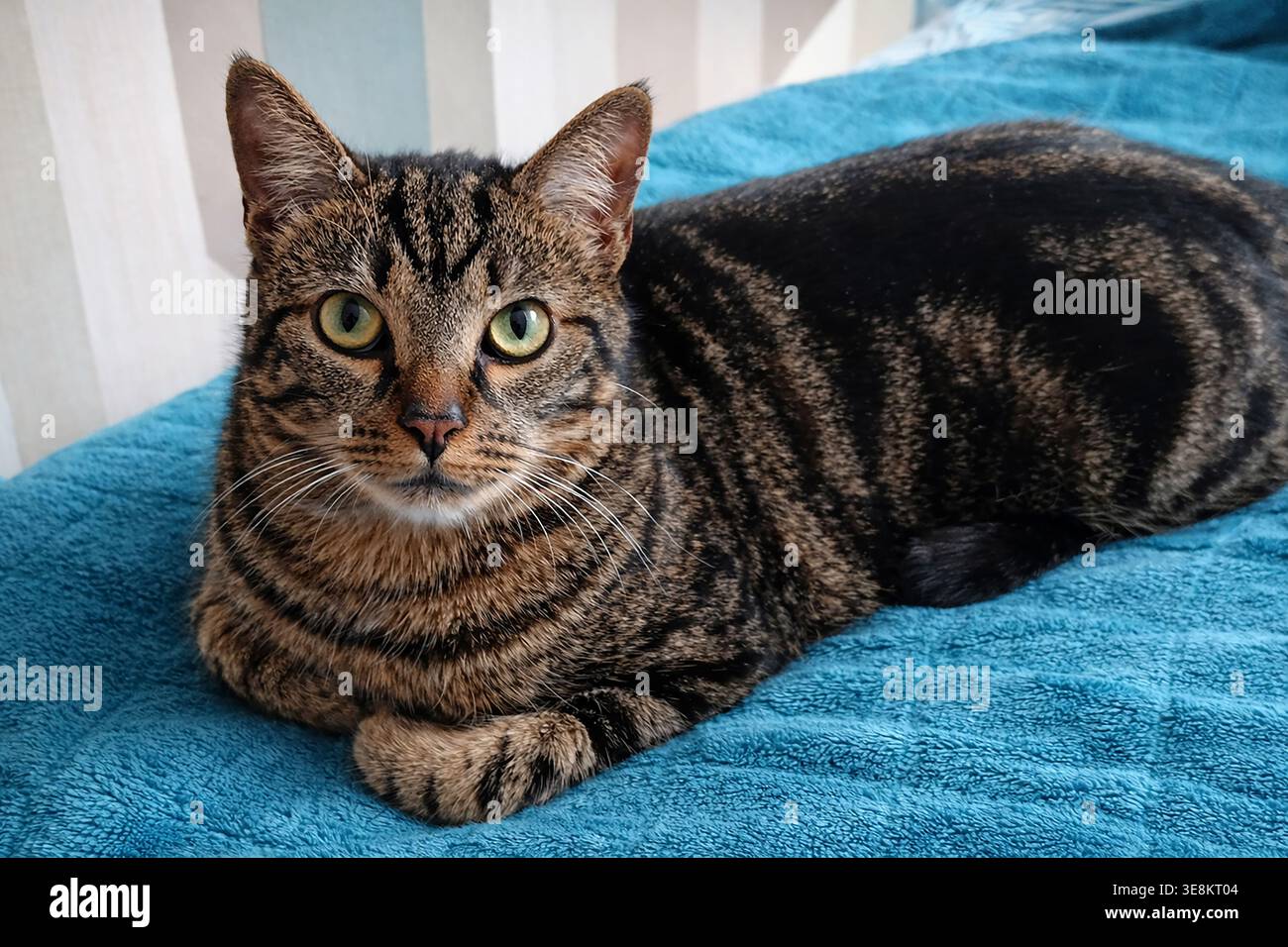 Tabby cat lying down, intense gaze Stock Photo