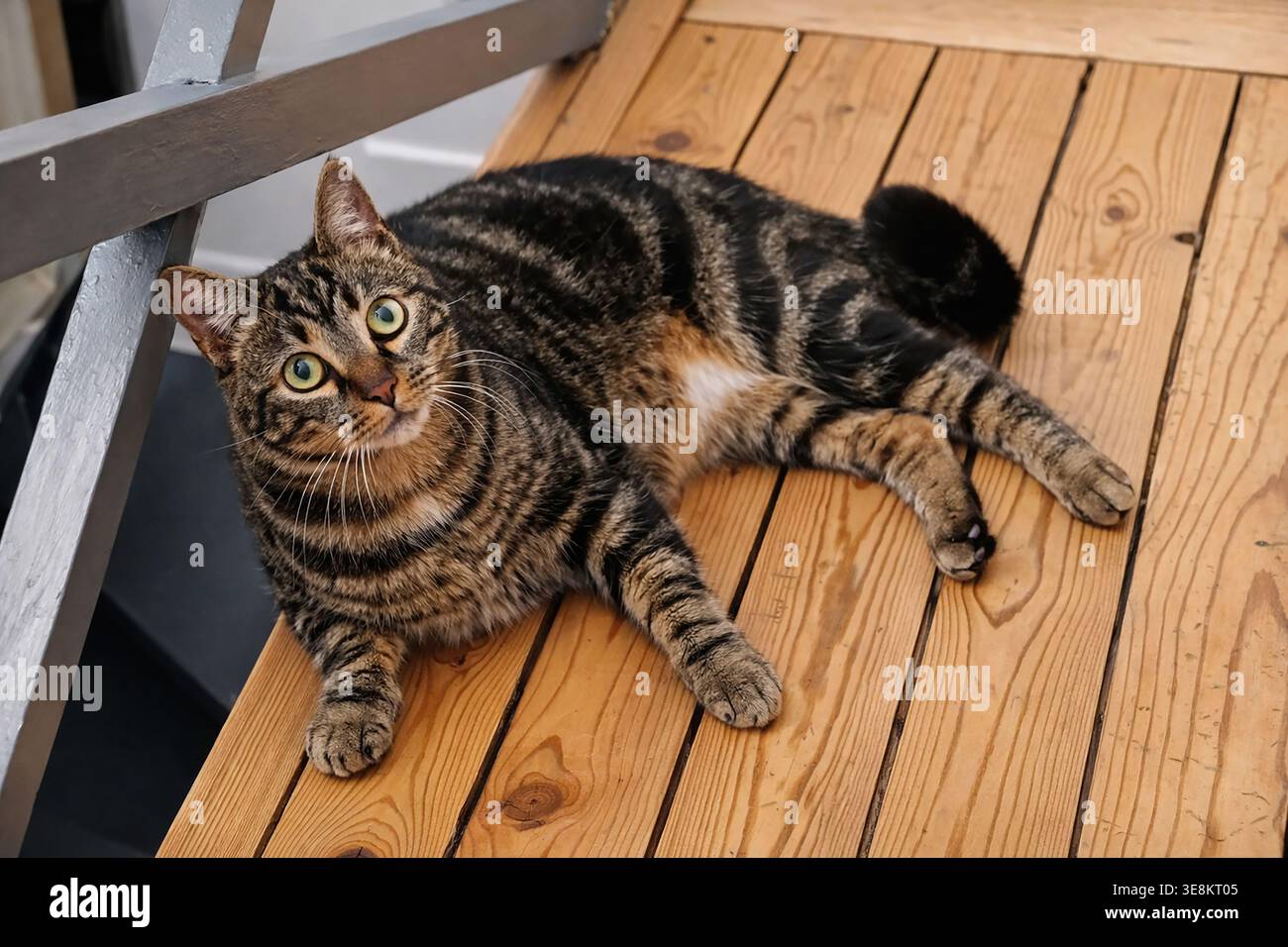 Tabby cat lying on the parquet floor Stock Photo