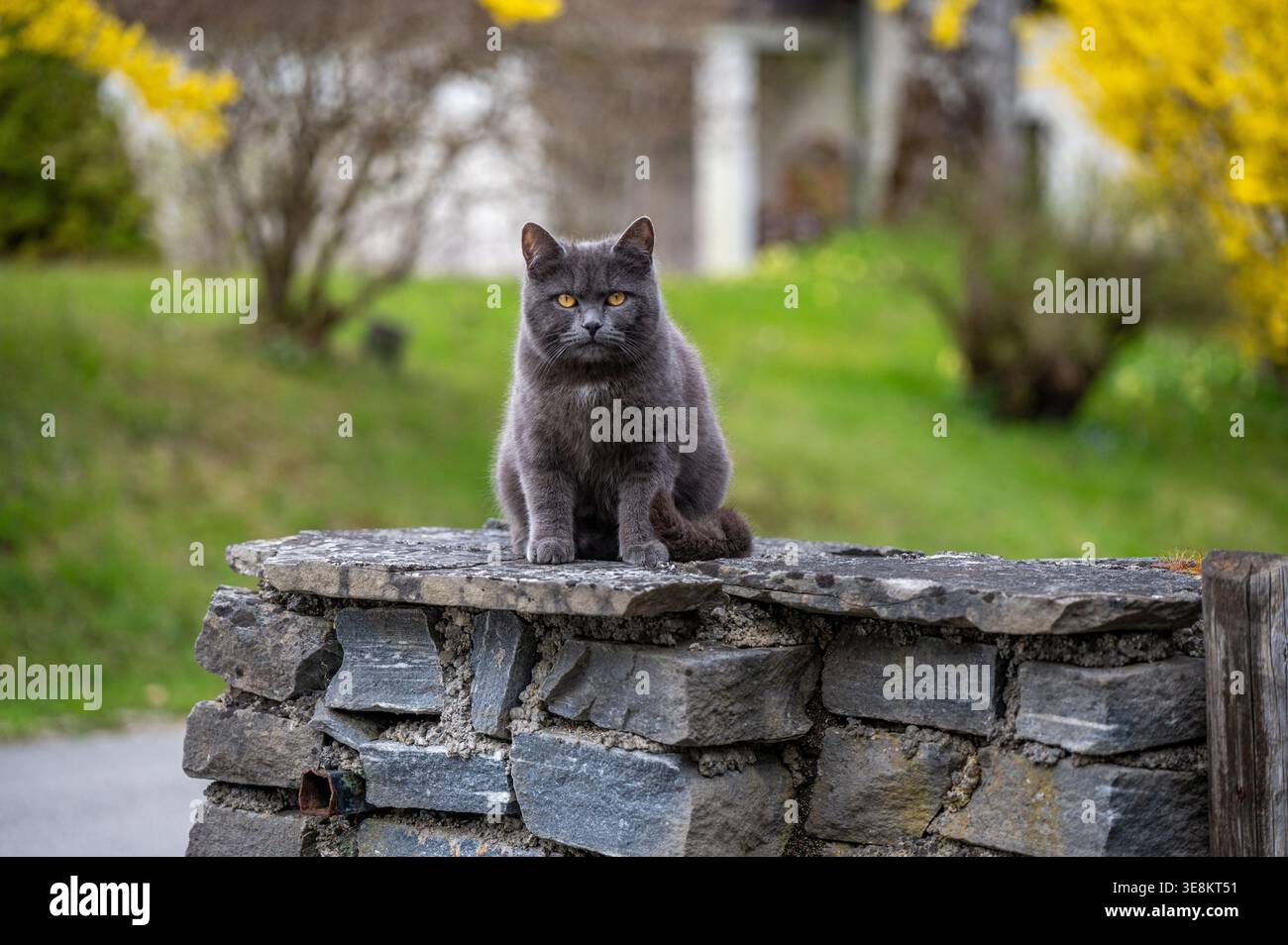 A grey domestic cat is sitting on a stone wall in a garden, looking ...