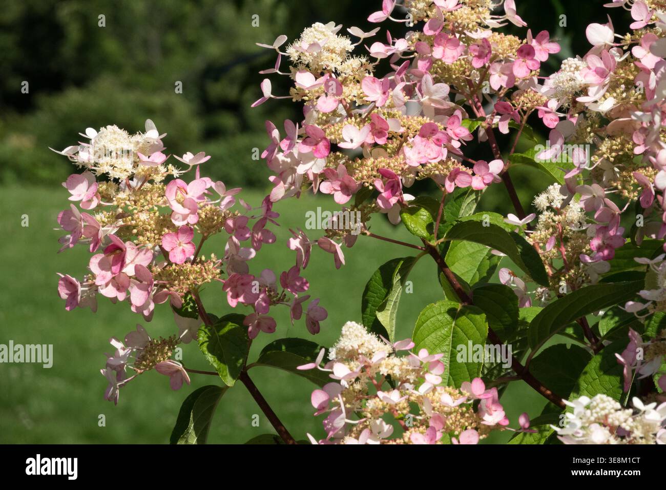 Pink and white flowers of Panicle Hydrangea Hydrangea paniculata 'Wim's ...