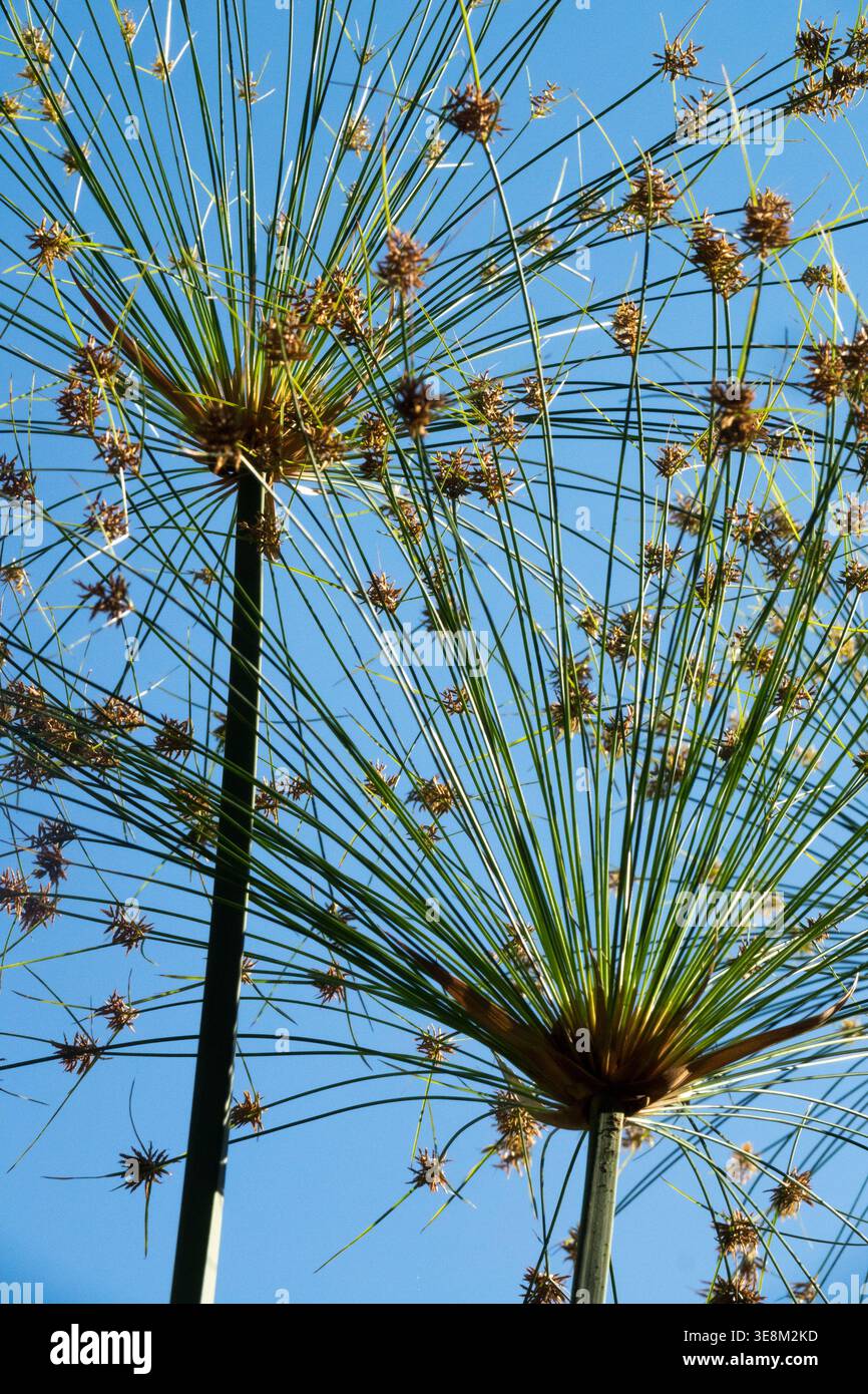 A papyrus plant hi-res stock photography and images - Alamy