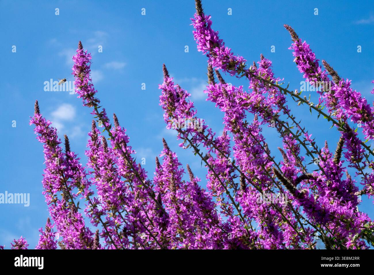 Purple Wand Loosestrife Lythrum virgatum 'Dropmore Purple' flowers with honey bee in flight in a sunny Summer Garden Stock Photo