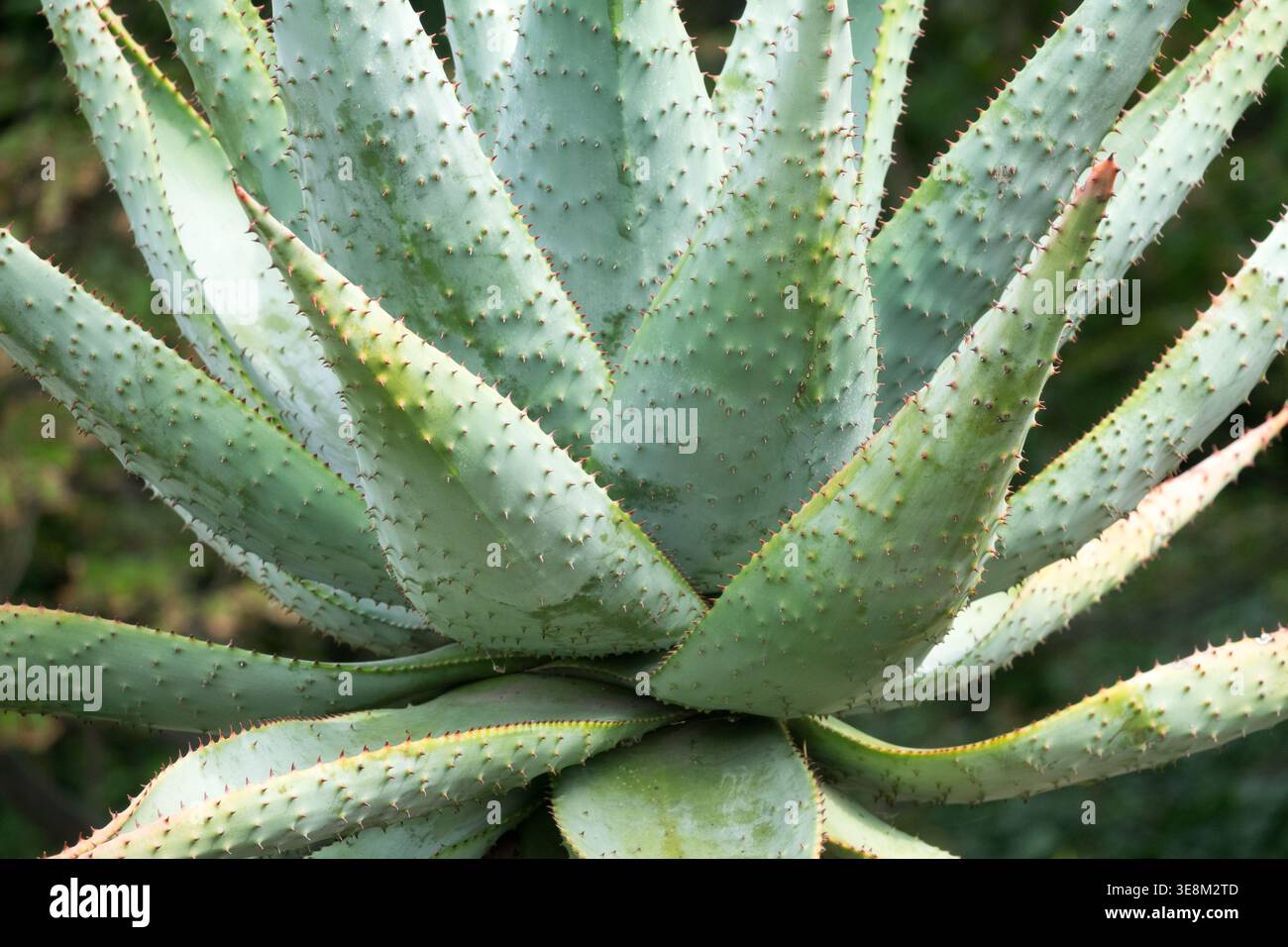 aloe vera lidl drink Just Drink Aloe Vera 1.5L – Onlinemeatshop.com
