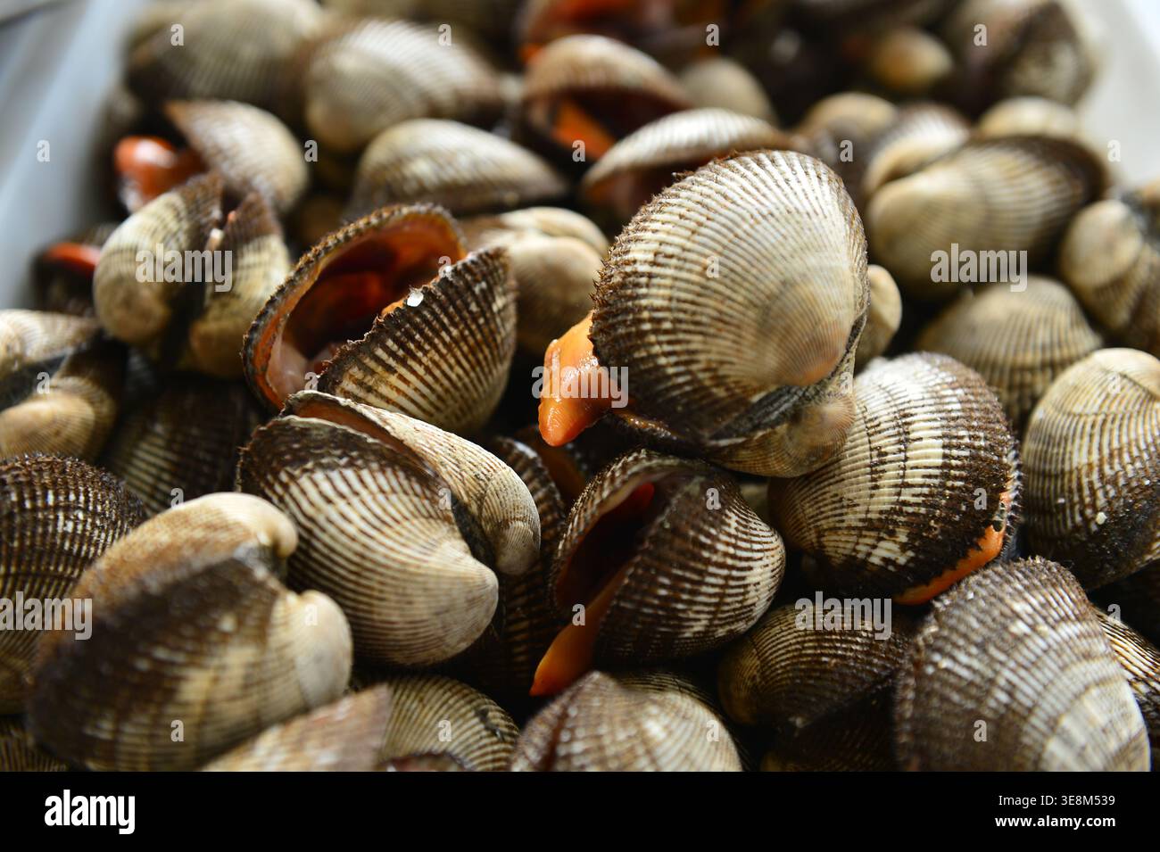 Marine bivalve mollusks hi-res stock photography and images - Alamy