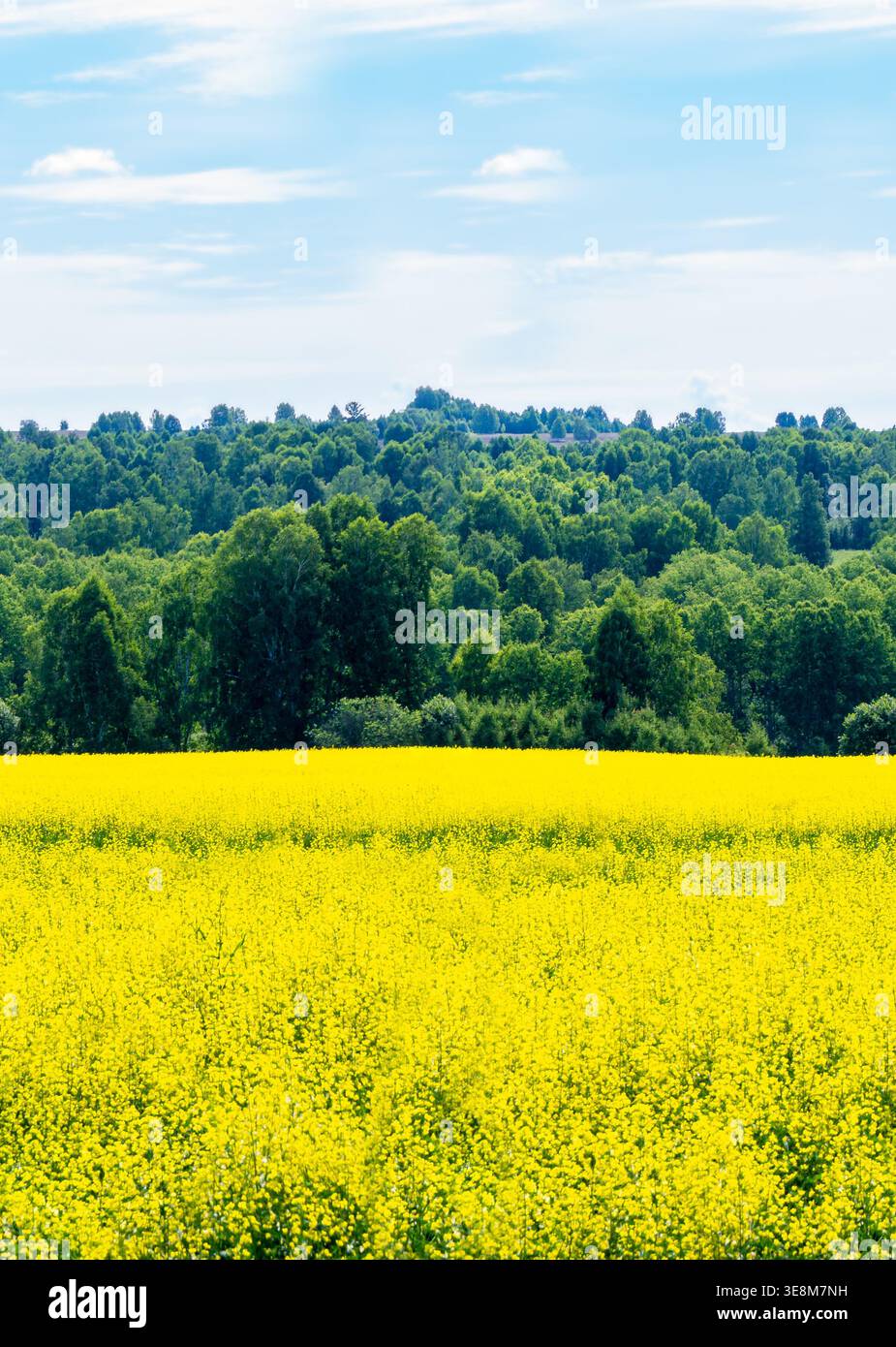 Expansive flowering rapeseed field seamless background pattern with ...