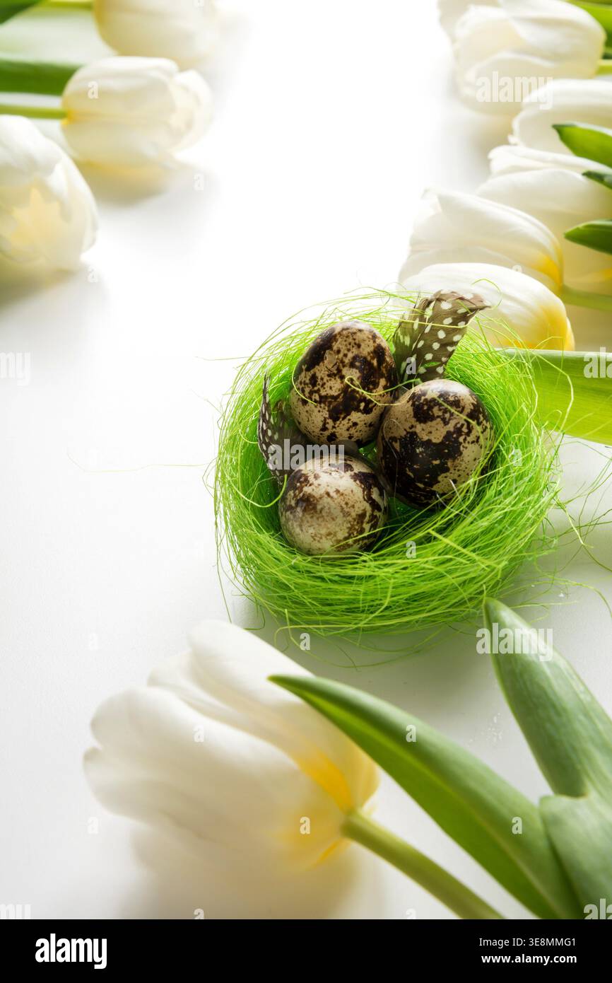 Easter pattern. White tulips, quail eggs in nest on white. Space for text. Stock Photo