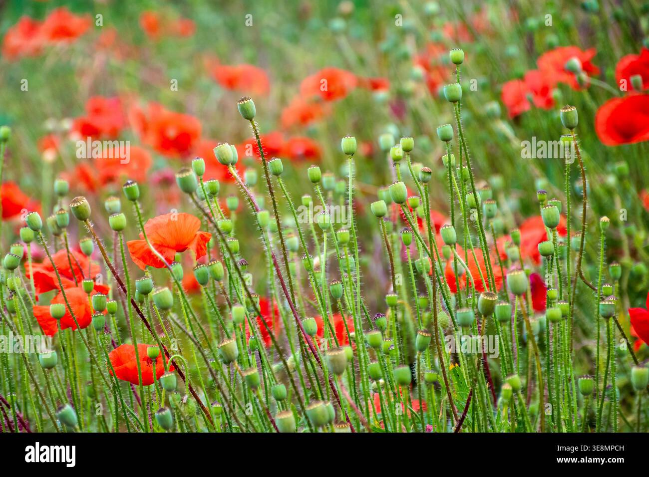 wild red poppies in the grassy field. low angle shot. narrow telephoto view. remembrance symbol. natural floral background. scenic countryside field p Stock Photo