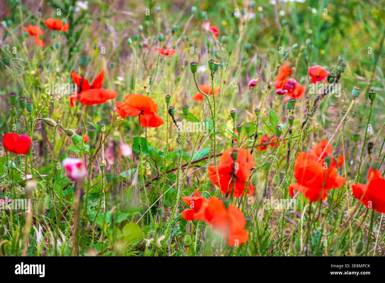 wild red poppies in the grassy field. low angle shot. narrow telephoto view. remembrance symbol. natural floral background. scenic countryside field p Stock Photo