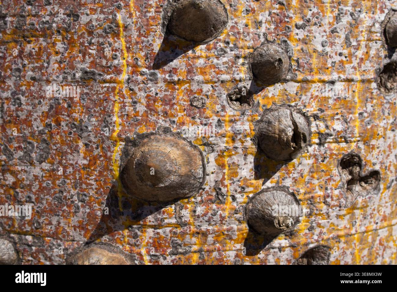 Detailed macro texture complex hi-res stock photography and images - Alamy