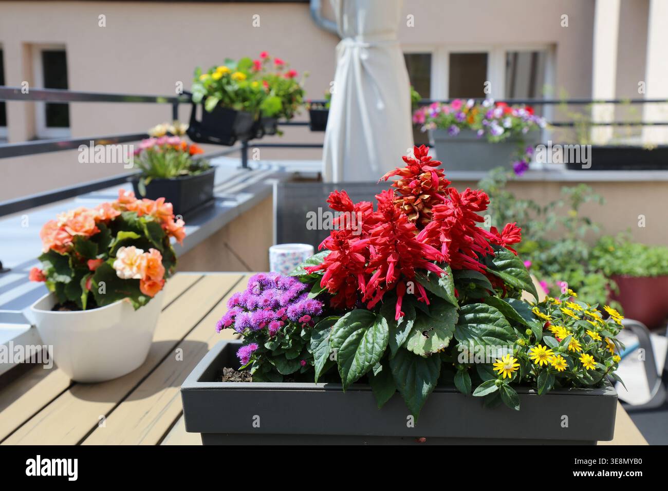 Balcony gardening in Poland. Bluemink (flossflower), scarlet sage and Mexican creeping zinnia flowers in a balcony container. Stock Photo