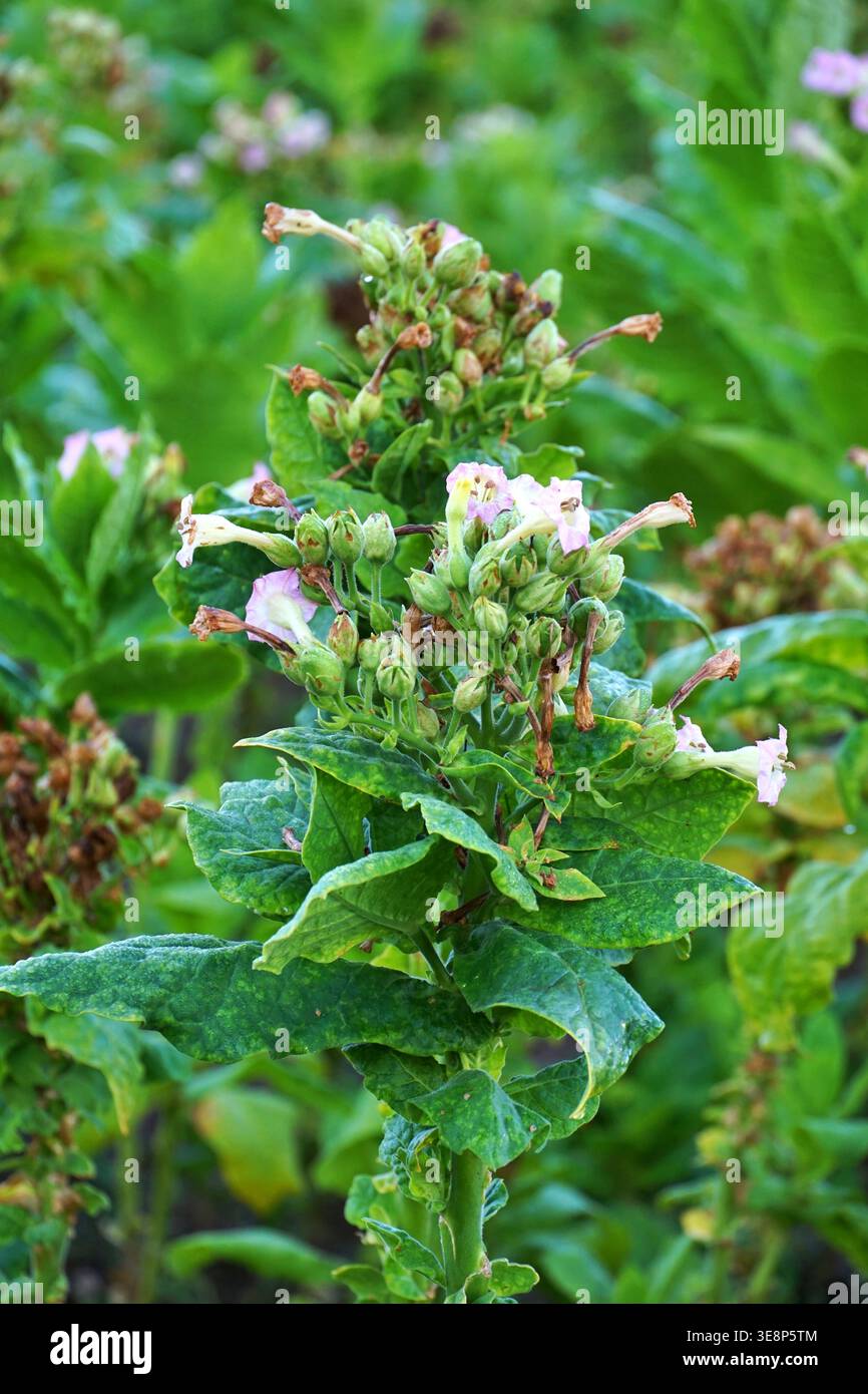 Tobacco seeds hi-res stock photography and images