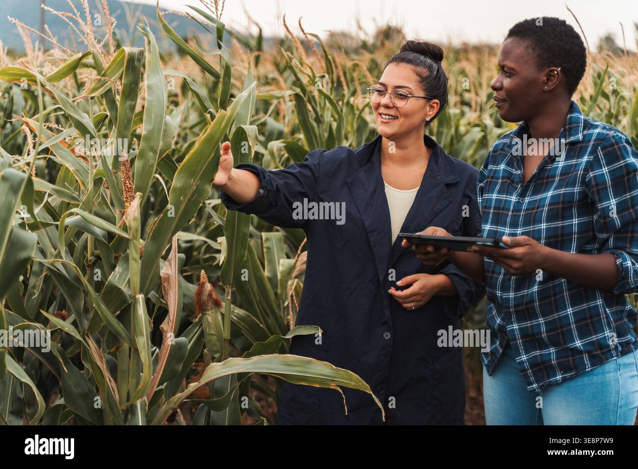 Agronomists using tablet and inspecting corn field Stock Photo