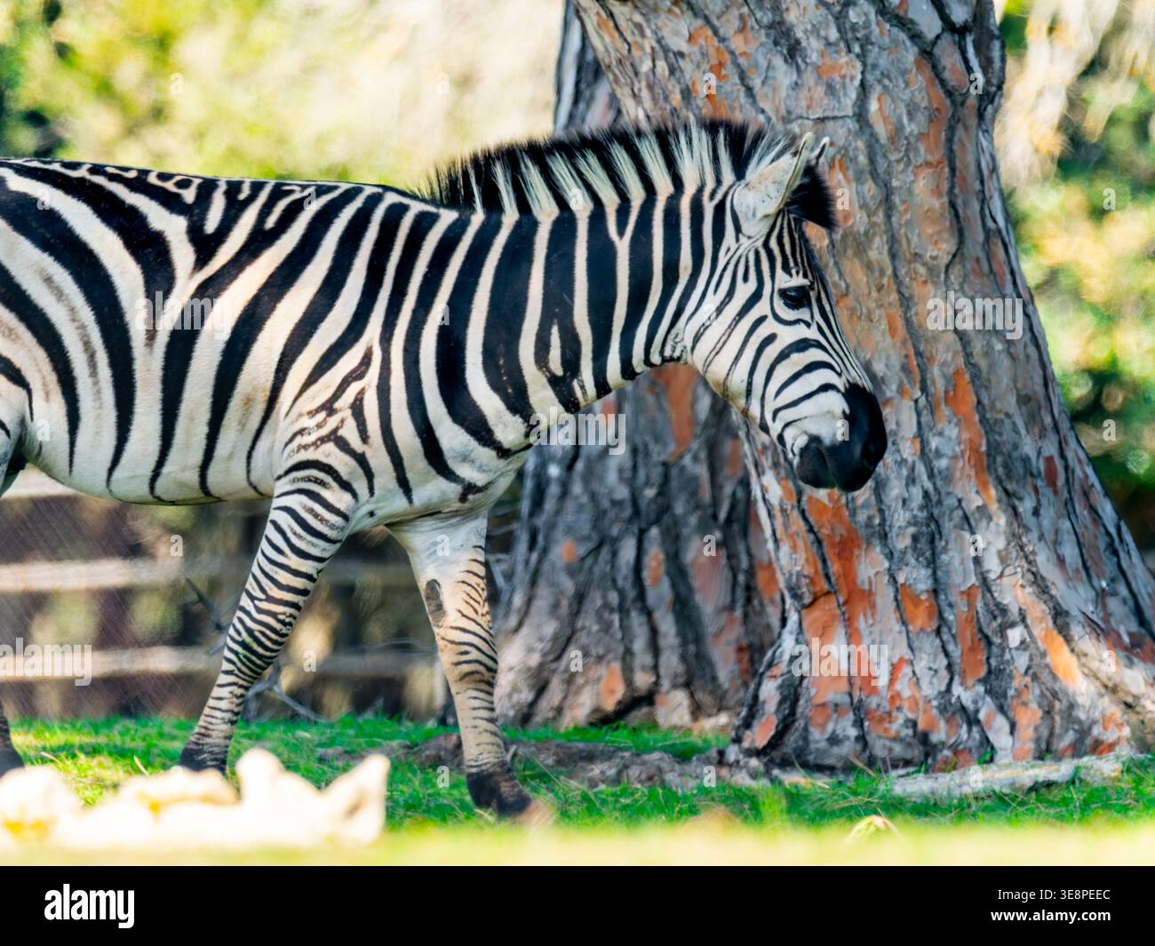 Zebra animal walking in National park Brijuni in Istria, Croatia, Euripe Stock Photo