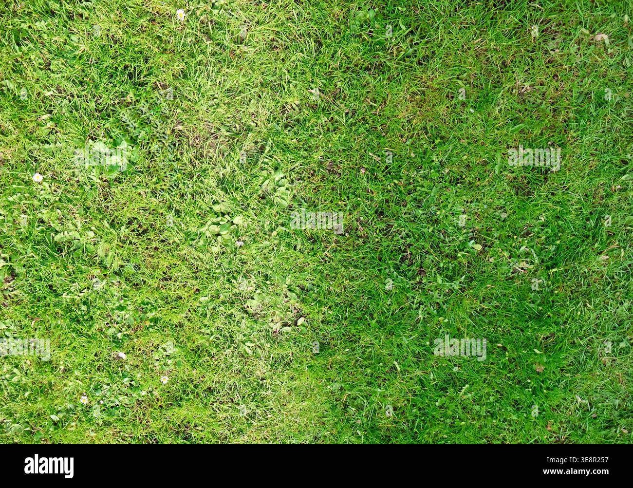 Top view of natural green grass lawn texture with Stock Photo