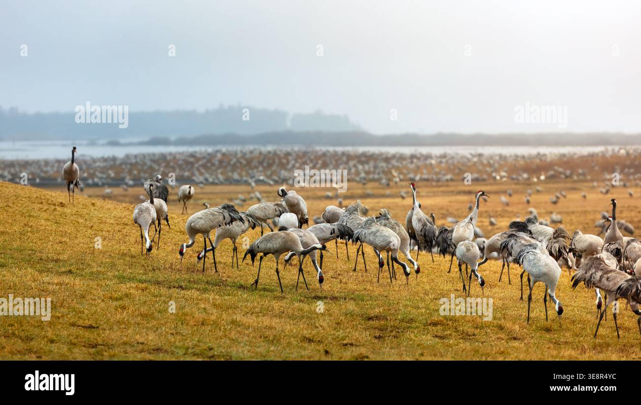 Swedish rural identity as grey cranes feeding across golden field by Hornborga lake reflecting regional landscape character and seasonal countryside a Stock Photo