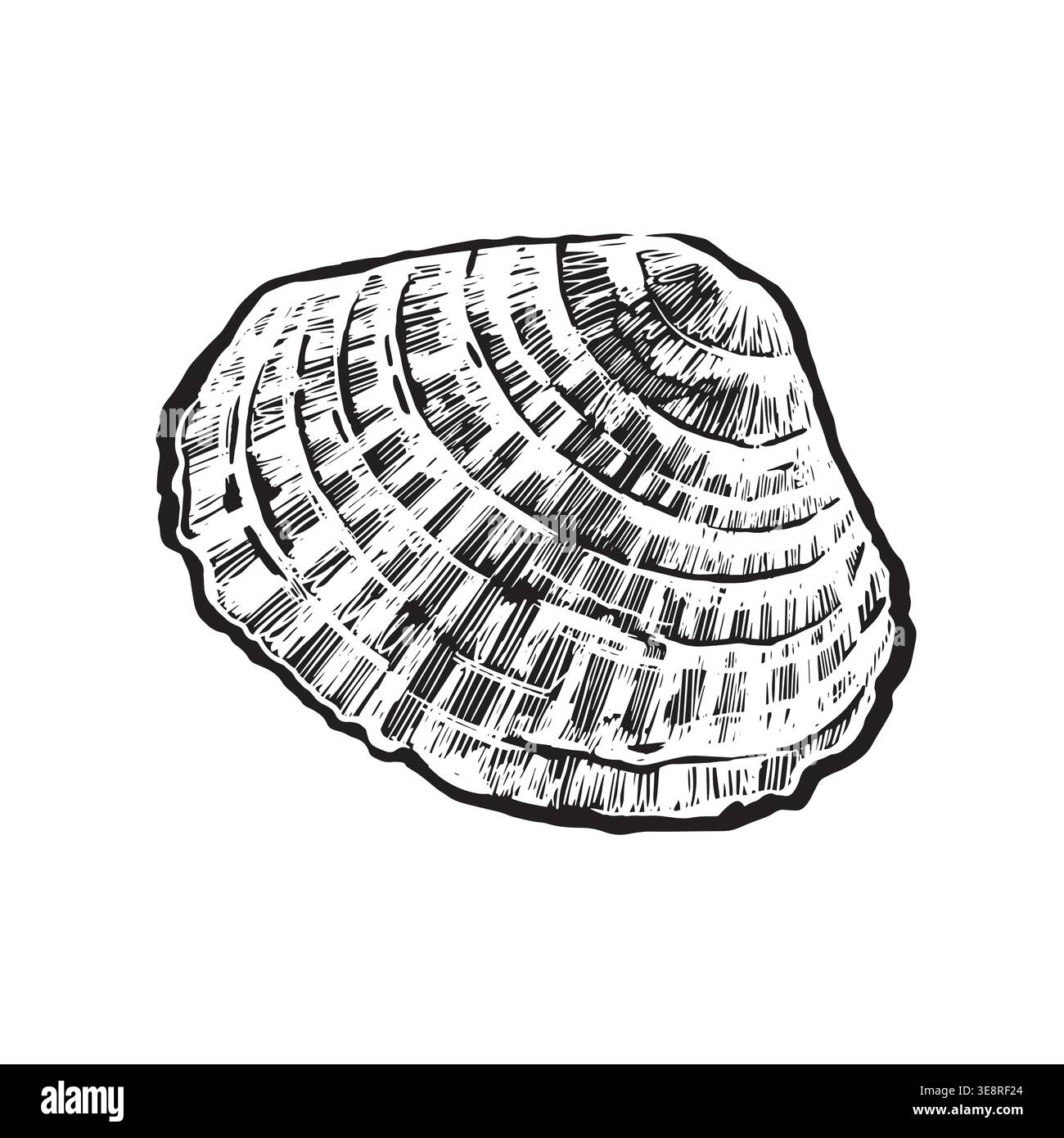 A hand-drawn vector seashell in ink. Monochrome illustration of a sea mollusk for nature-themed designs. Suitable for printing on fabric, paper Stock Vector