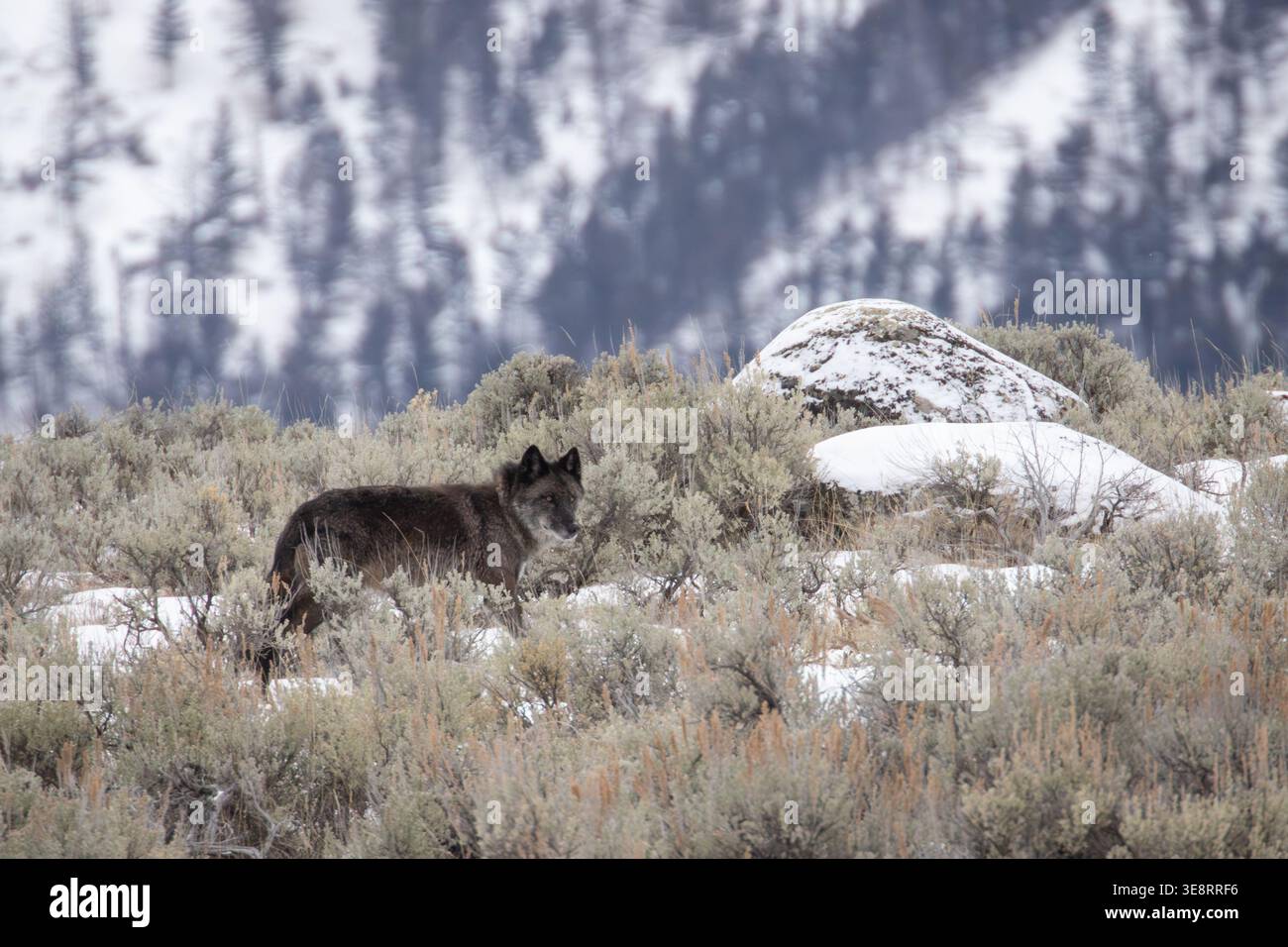 Black Wolf in Winter Yellowstone Stock Photo