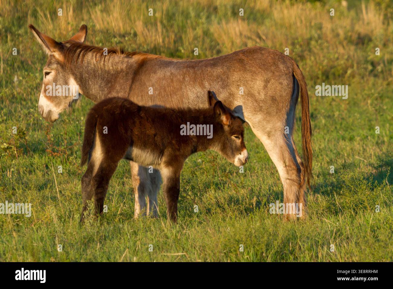Donkey mare with foal hi-res stock photography and images - Alamy
