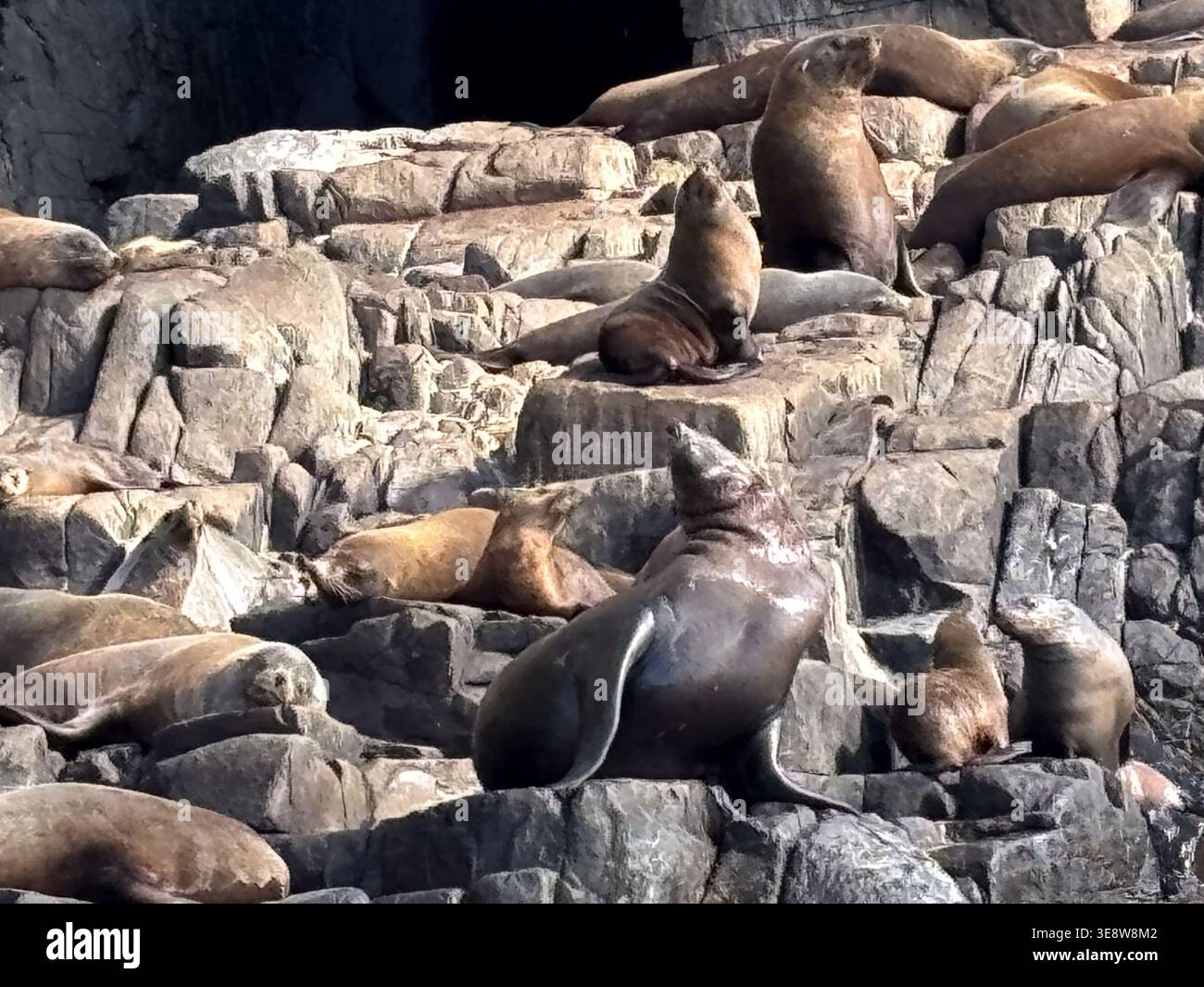 Australian Fur Seal colony off Bruny Island, Tasman Peninsula, Tasmania, Australia Stock Photo