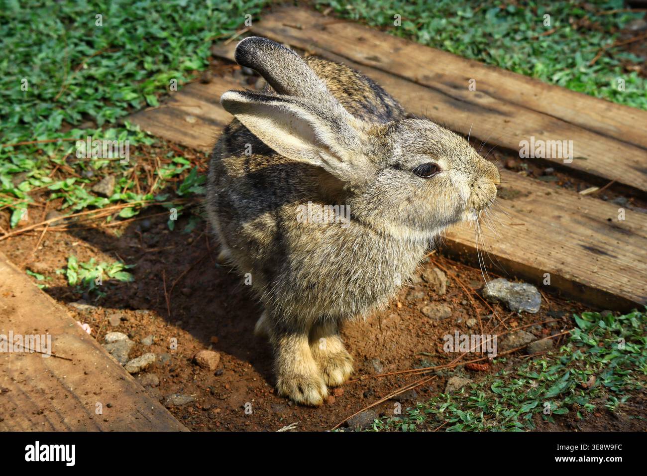A young agouti-colored rabbit, European rabbit (Oryctolagus cuniculus ...
