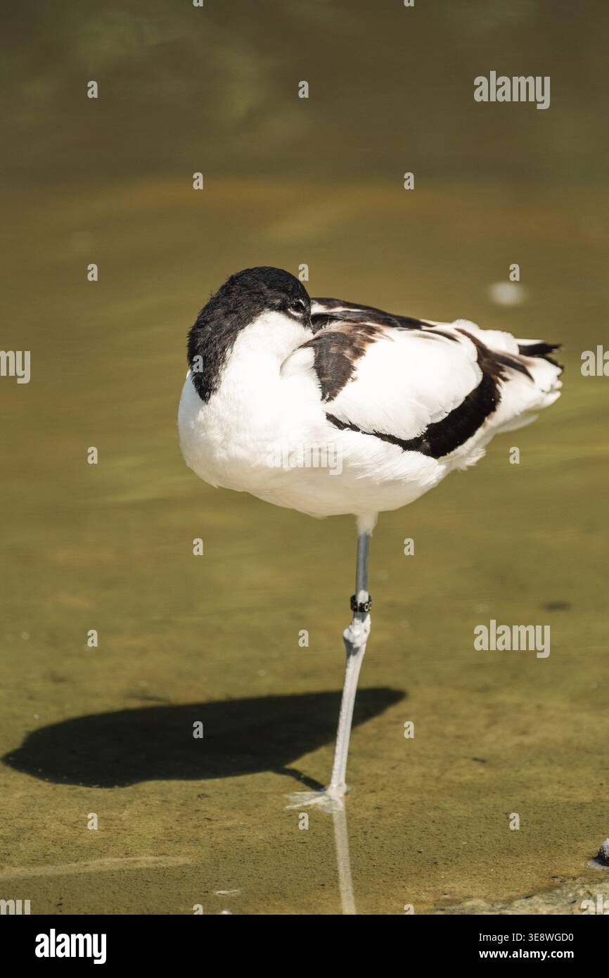 A mature avocet stands on one leg, resting in the still, algae-laden waters, embodying the quietude of the wetlands Stock Photo